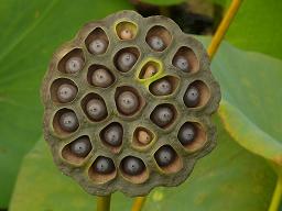 Lotus Seed Pod