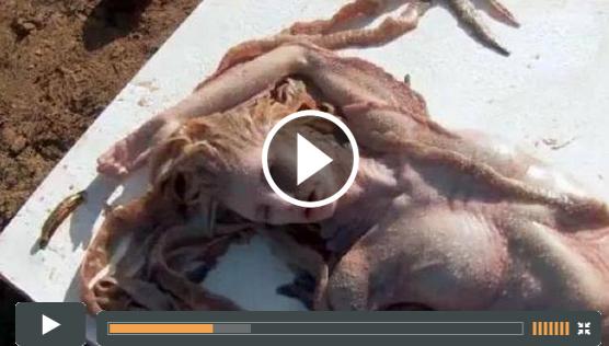 'Mermaid New Evidence:Real Mermaids Caught On Camera 2014